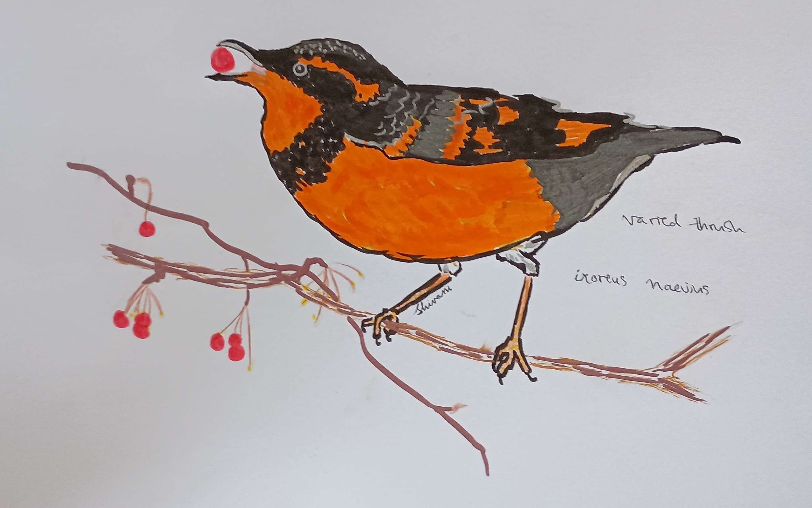 Varied Thrush-Mixed Media, Pen, Watercolor Marker, Colored Pencil